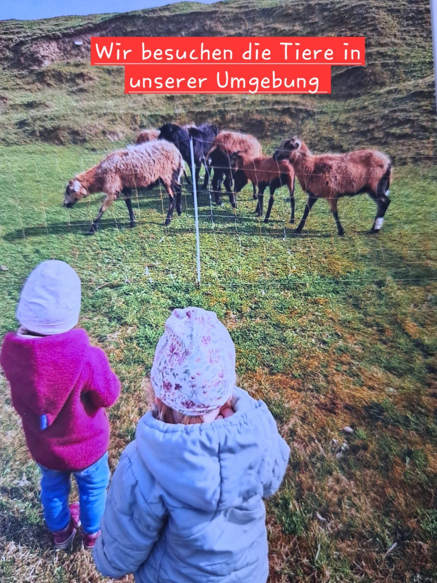 Zwei Kinder betrachten eine Gruppe Schafe auf einer Weide.